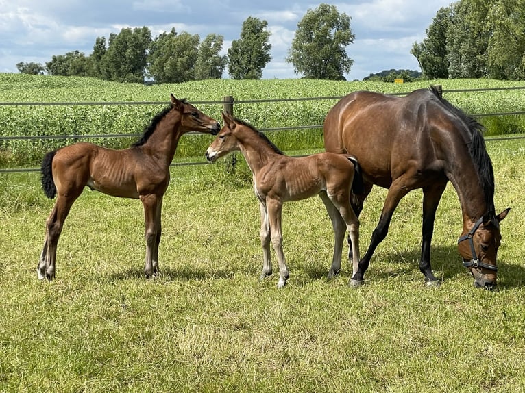 Hannover Stallone Puledri
 (06/2024) Baio in Dorf Mecklenburg/OT Rambow