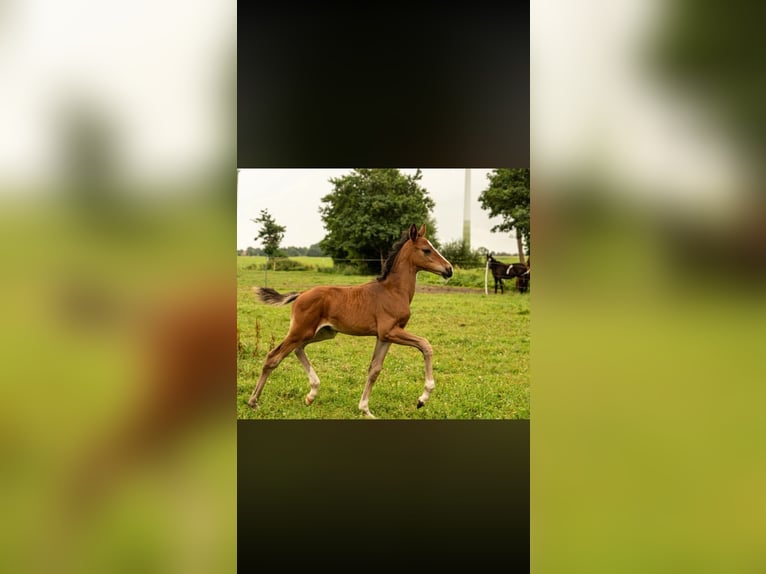 Hannover Stallone Puledri (04/2026) Baio in Großheide