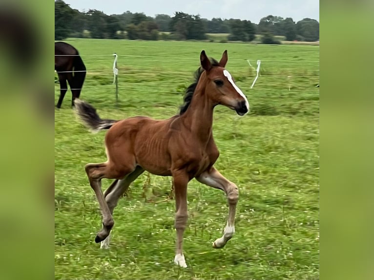 Hannover Stallone Puledri (04/2026) Baio in Großheide
