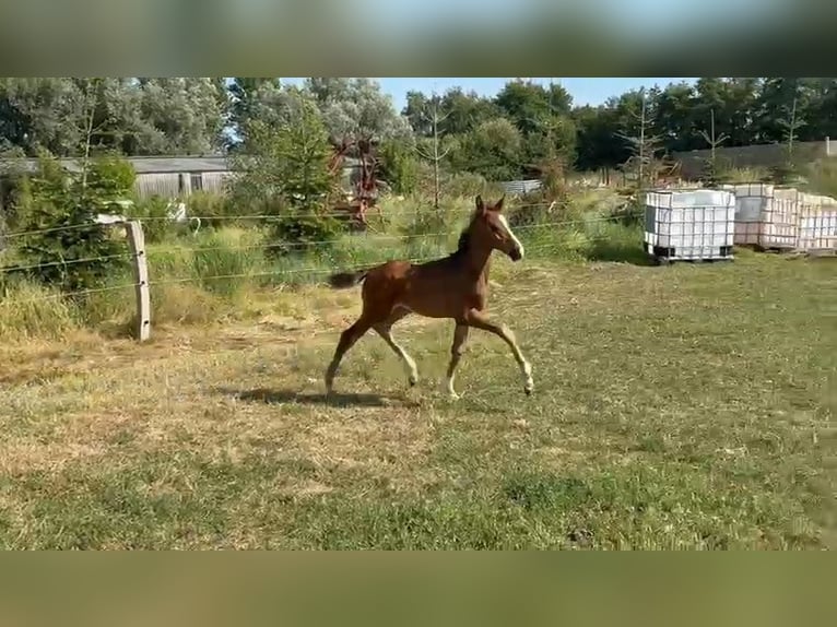 Hannover Stallone Puledri (04/2026) Baio in Großheide