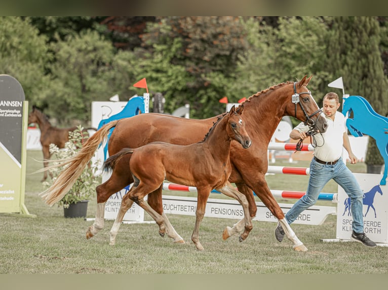 Hannover Stallone  Baio in Regesbostel