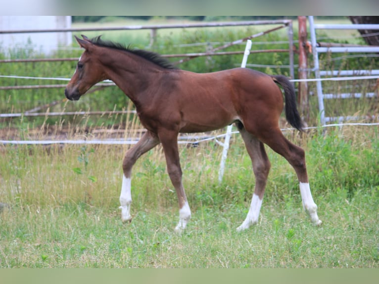Hannover Stallone Puledri (05/2026) Baio in Steimbke