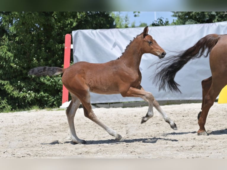 Hannover Stallone Puledri (03/2025) Baio in Balingen