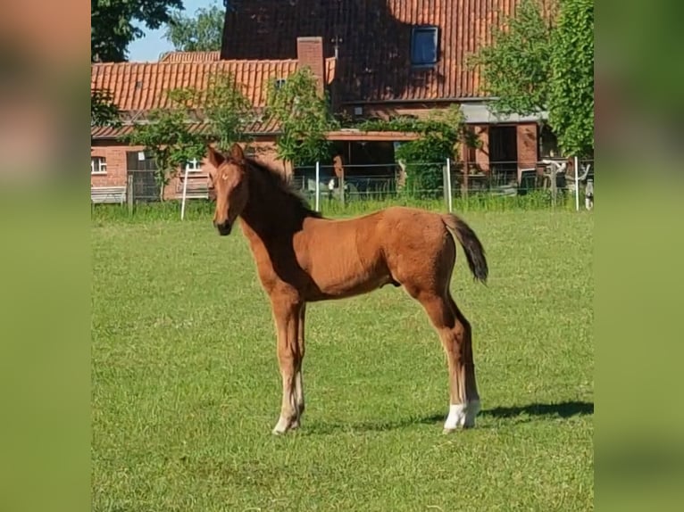 Hannover Stallone Puledri (03/2026) Baio in Bleckede