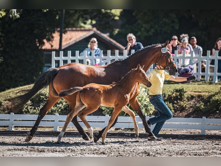 Hannover Stallone  Baio in Bodenfelde-Wahmbeck