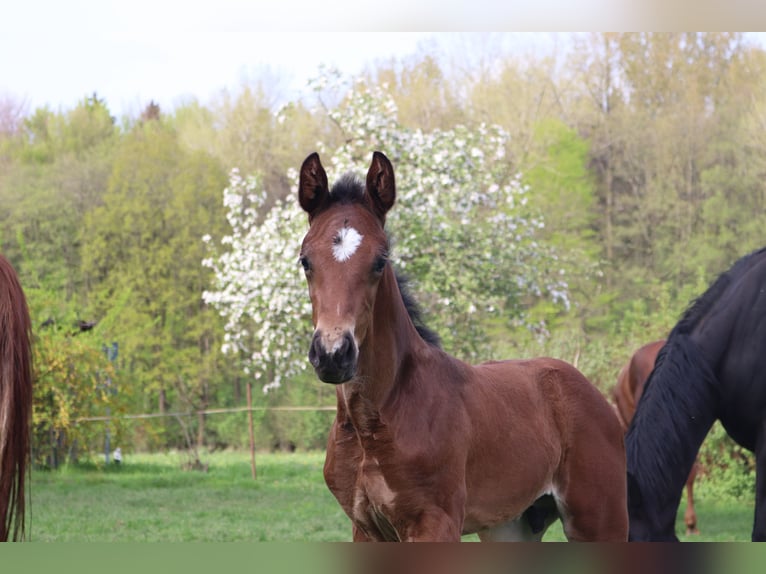 Hannover Stallone  Baio in Borgholzhausen