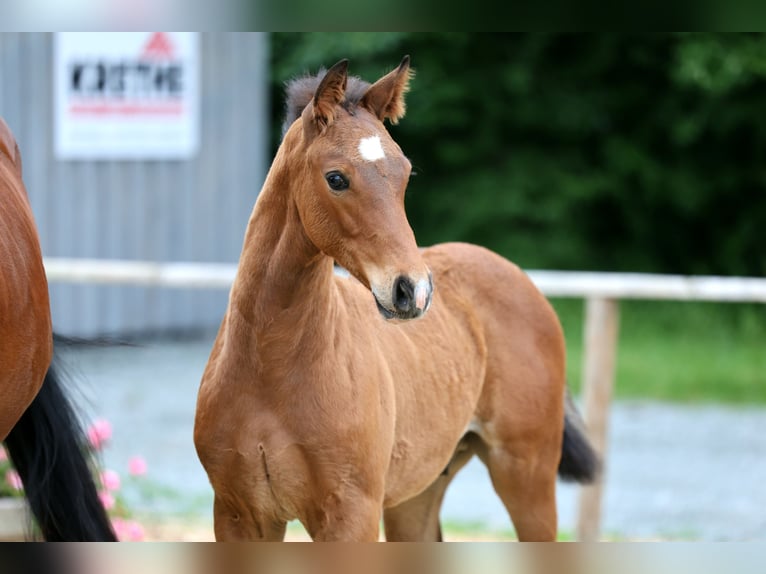 Hannover Stallone Puledri (04/2026) Baio in Cuxhaven