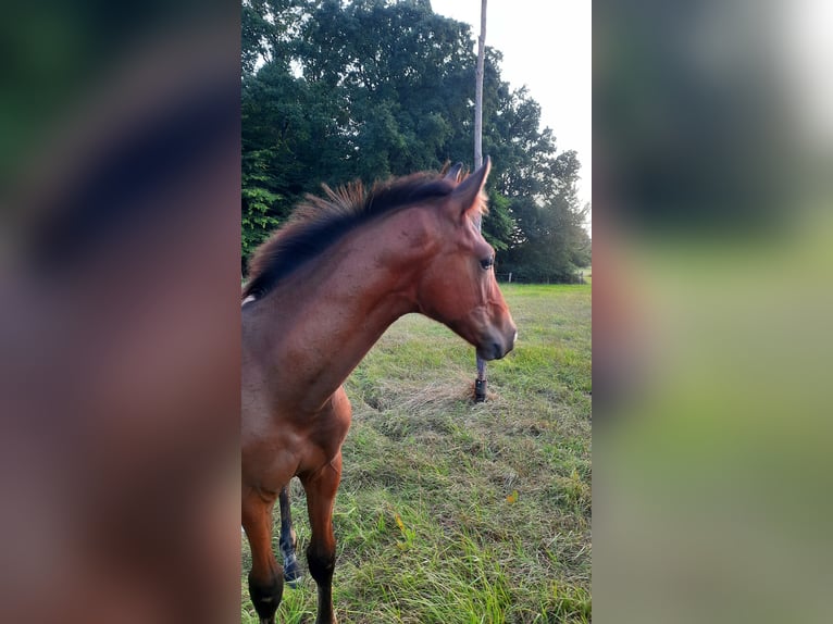 Hannover Stallone Puledri (04/2025) Baio in Eldingen