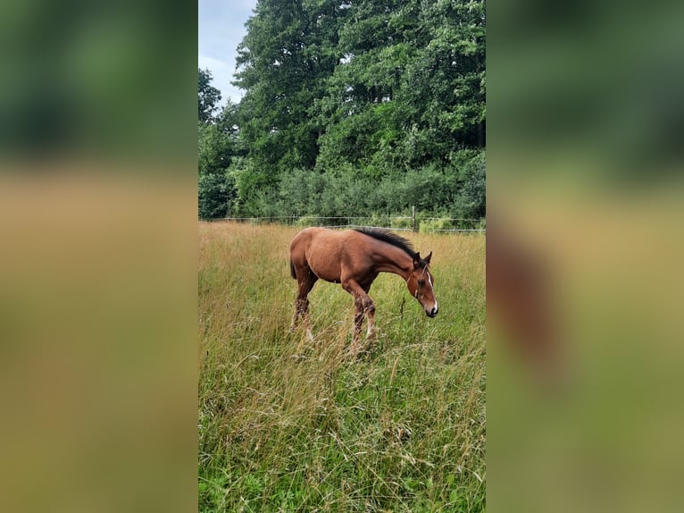 Hannover Stallone Puledri (04/2025) Baio in Eldingen