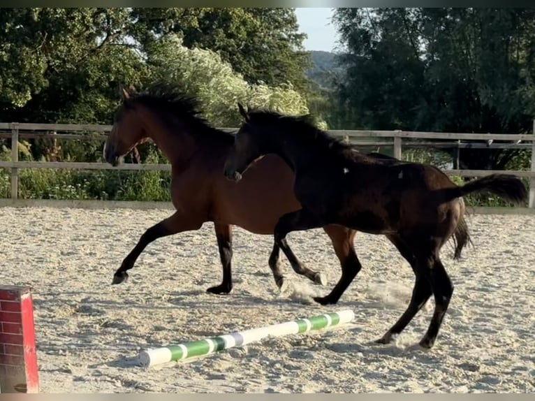 Hannover Stallone Puledri (04/2026) Baio in Zeetze