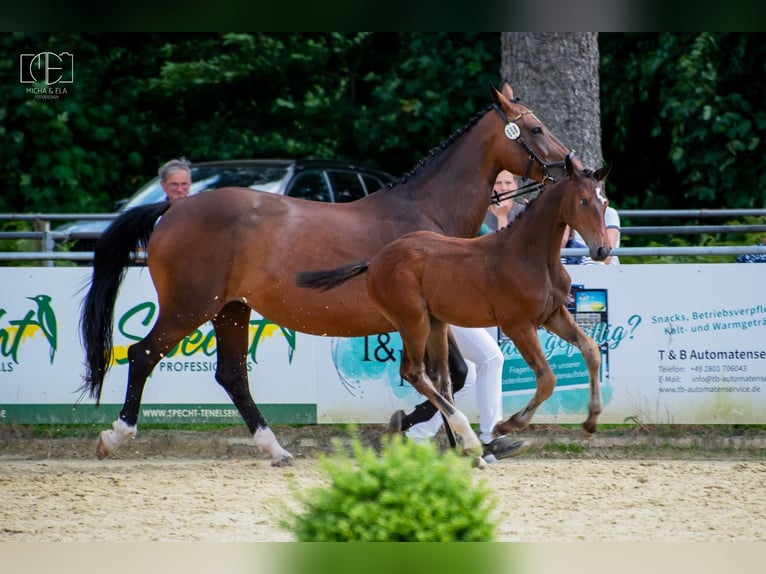 Hannover Stallone Puledri (04/2026) Baio in Kranenburg
