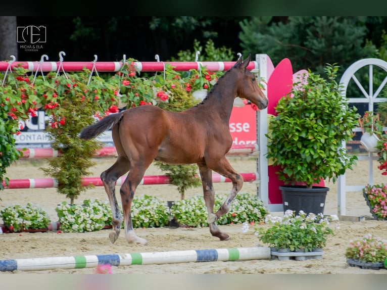 Hannover Stallone Puledri (04/2026) Baio in Kranenburg