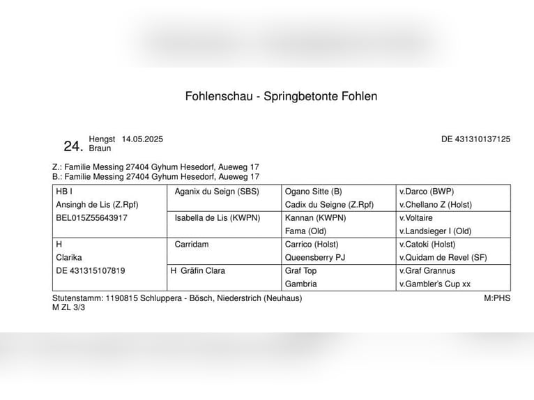Hannover Stallone Puledri (05/2025) Baio in Zeven