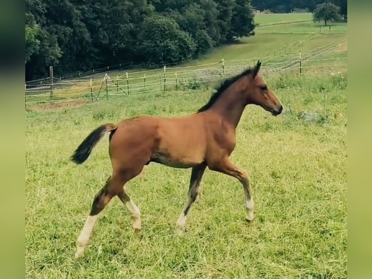 Hannover Stallone Puledri (05/2026) Baio chiaro in Nauort