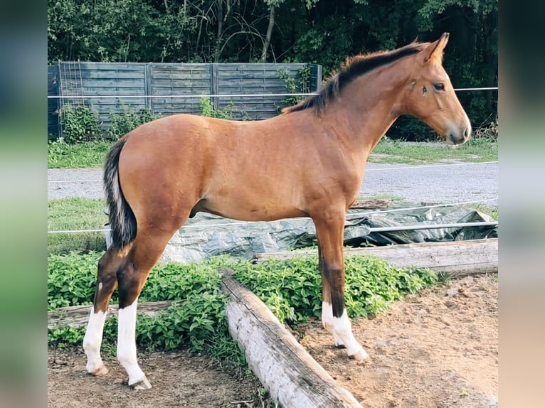 Hannover Stallone Puledri (05/2026) Baio chiaro in Nauort