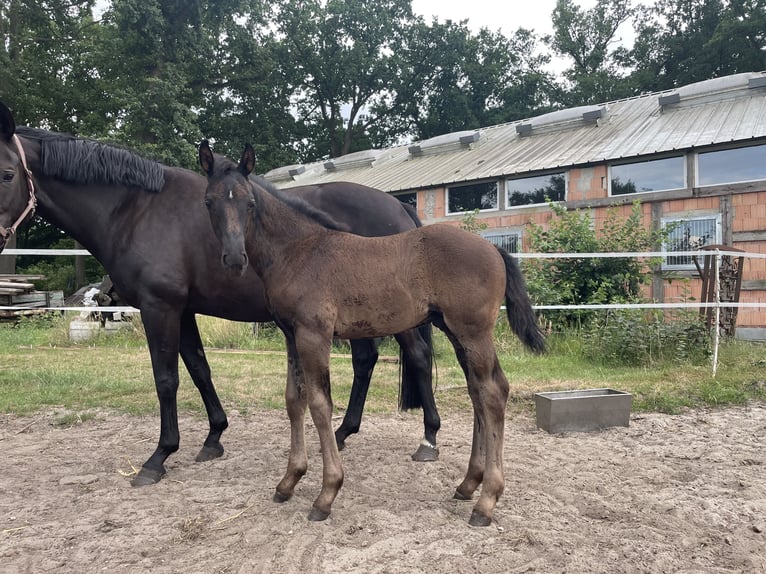 Hannover Stallone Puledri (05/2025) Baio nero in Barnstorf