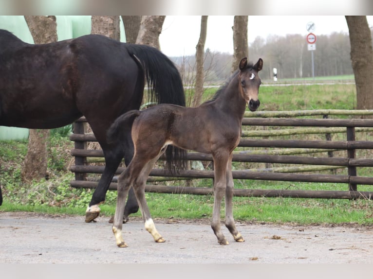 Hannover Stallone Puledri (04/2024) Baio nero in Selsingen