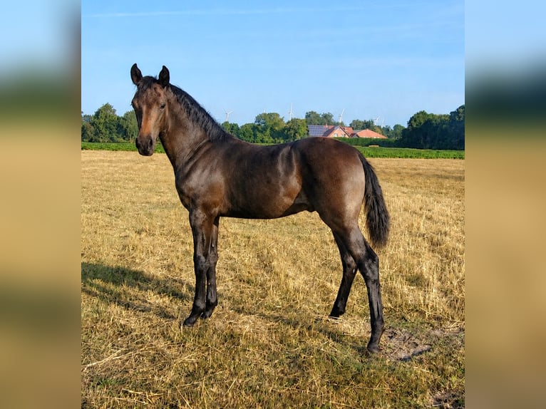 Hannover Stallone Puledri (03/2026) Baio nero in Heede