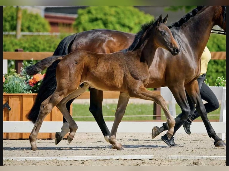 Hannover Stallone  Baio nero in Wolfsburg