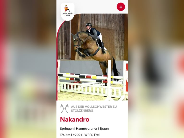 Hannover Stallone Puledri (05/2026) Baio nero in Osterburg