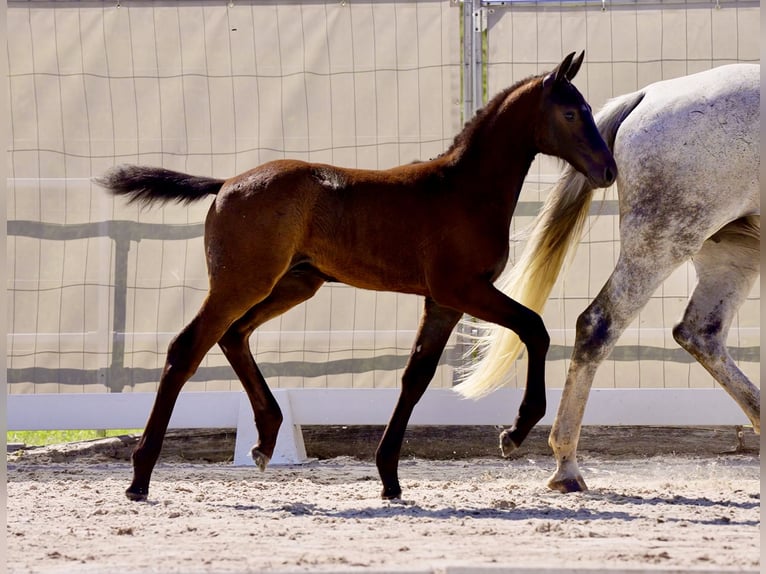 Hannover Stallone Puledri
 (04/2024) Baio nero in Rhade