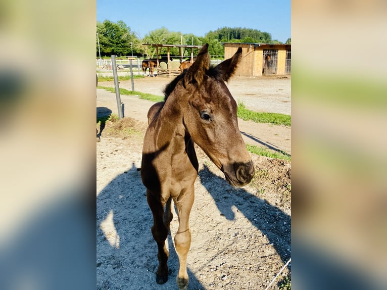 Hannover Stallone Puledri (05/2026) Baio scuro in Stallhofen