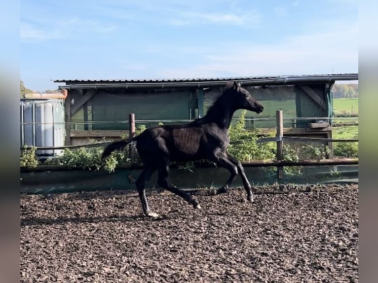 Hannover Stallone  Baio scuro in Drangstedt