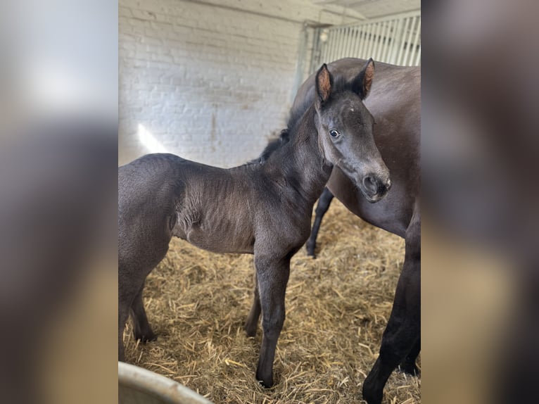 Hannover Stallone  Baio scuro in D&#xFC;sseldorf