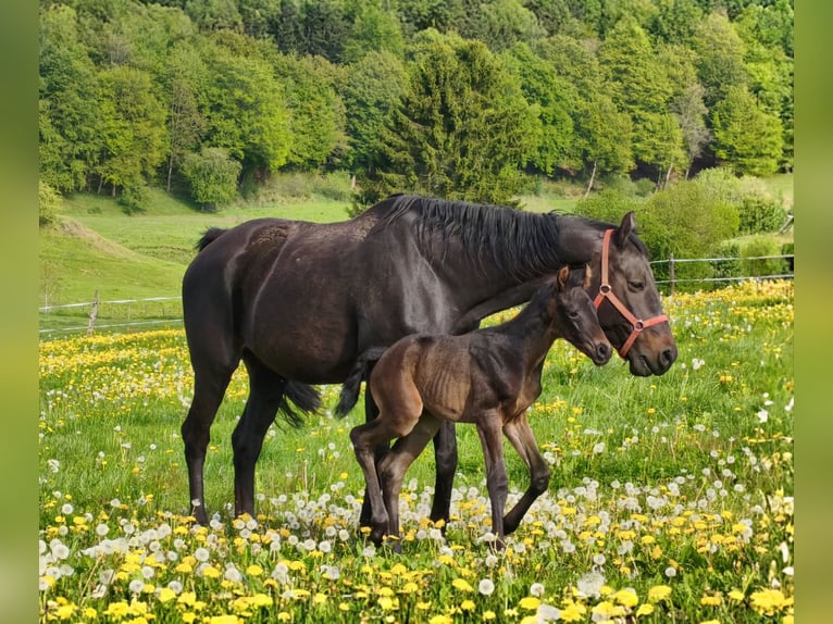 Hannover Stallone Puledri (05/2026) Baio scuro in Hepscheid