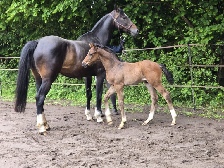 Hannover Stallone Puledri (04/2025) Baio scuro in Lauenburg