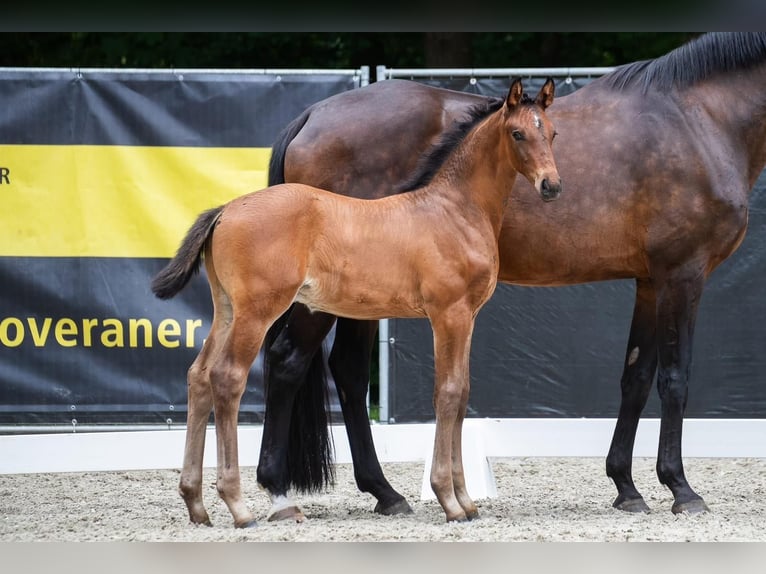 Hannover Stallone Puledri (05/2025) Baio scuro in Schiffdorf