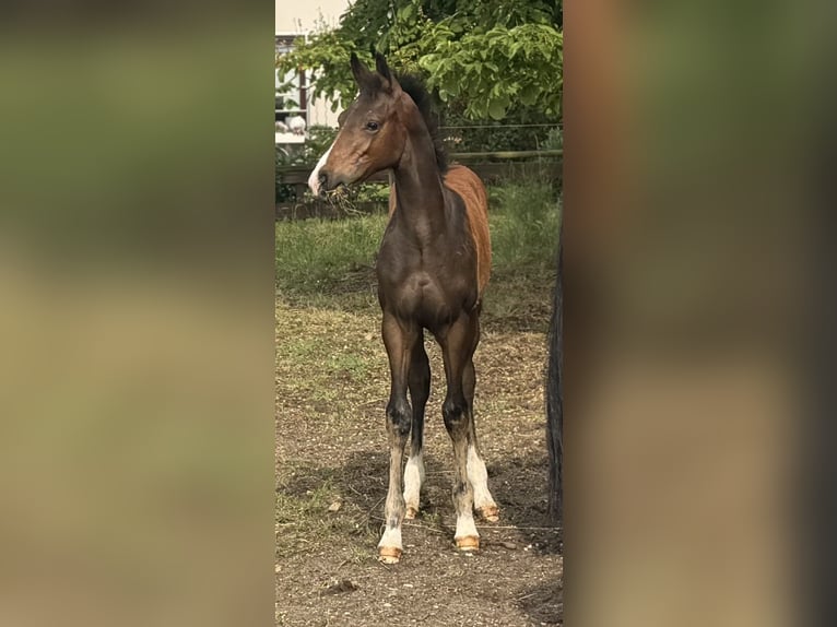 Hannover Stallone Puledri (02/2026) Baio scuro in Velpke