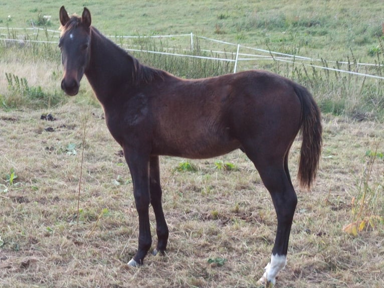 Hannover Stallone Puledri (03/2026) Baio scuro in Gleichen