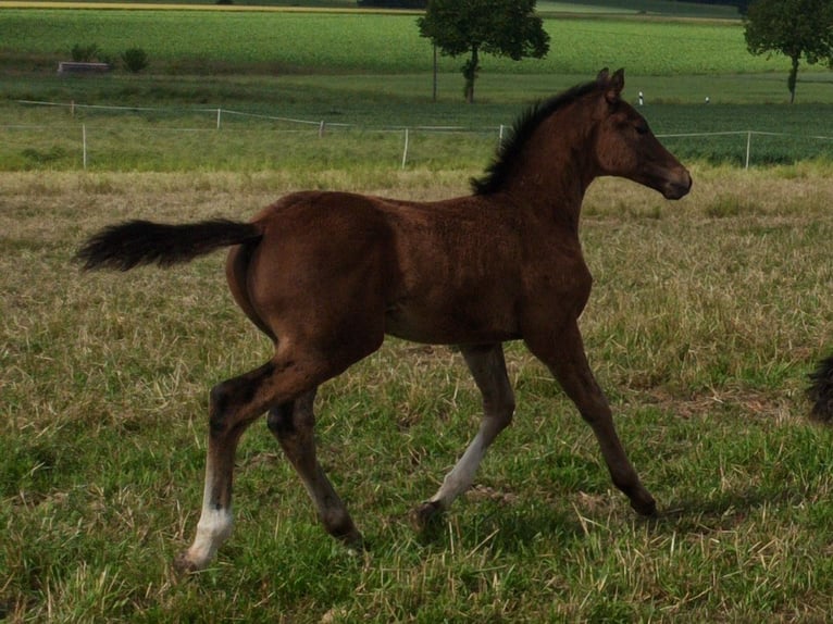 Hannover Stallone Puledri (03/2026) Baio scuro in Gleichen