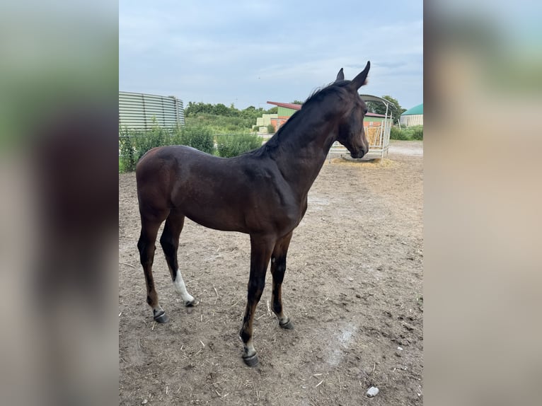 Hannover Stallone Puledri (03/2026) Baio scuro in Nienhagen
