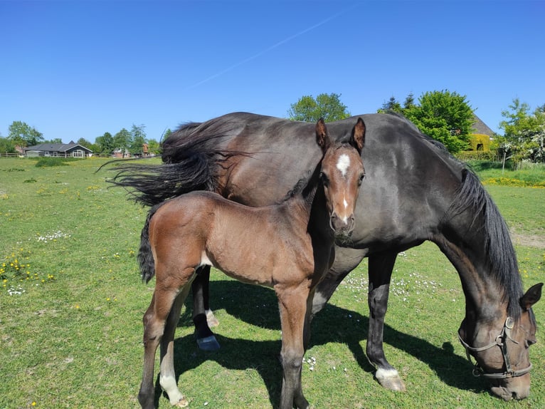 Hannover Stallone  Baio scuro in Drochtersen