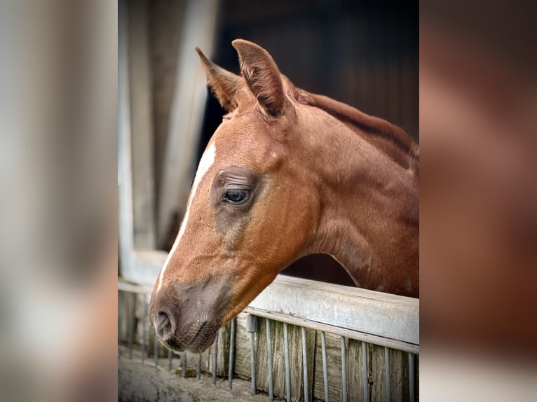 Hannover Stallone Puledri (07/2025) in Hainburg