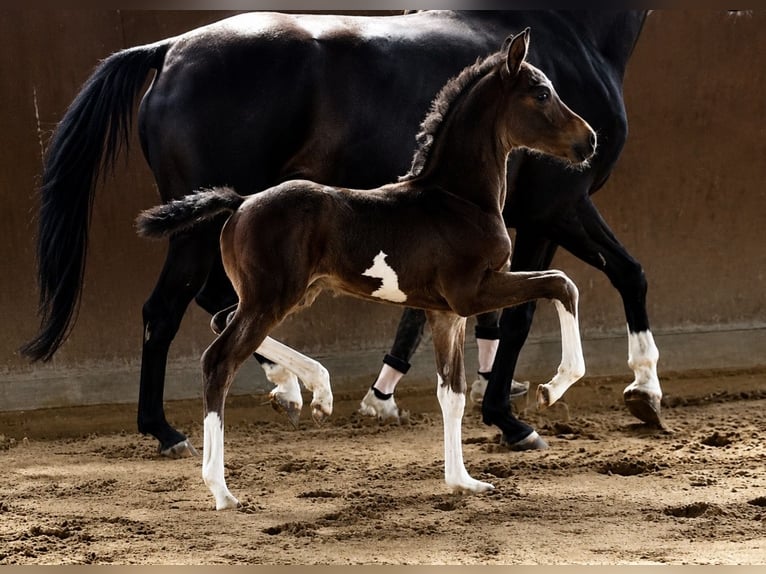 Hannover Stallone Puledri (07/2026)  in Verden (Aller)