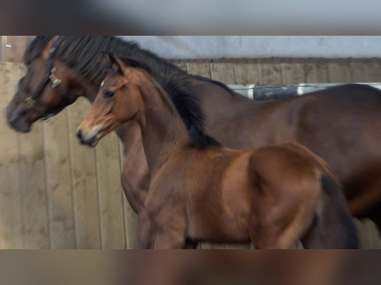 Hannover Stallone Puledri (01/2026)  in Neuenkirchen-Vörden