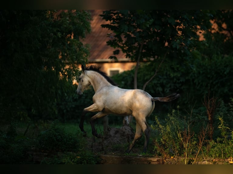 Hannover Stallone Puledri (06/2026) Falbo in Walsrode