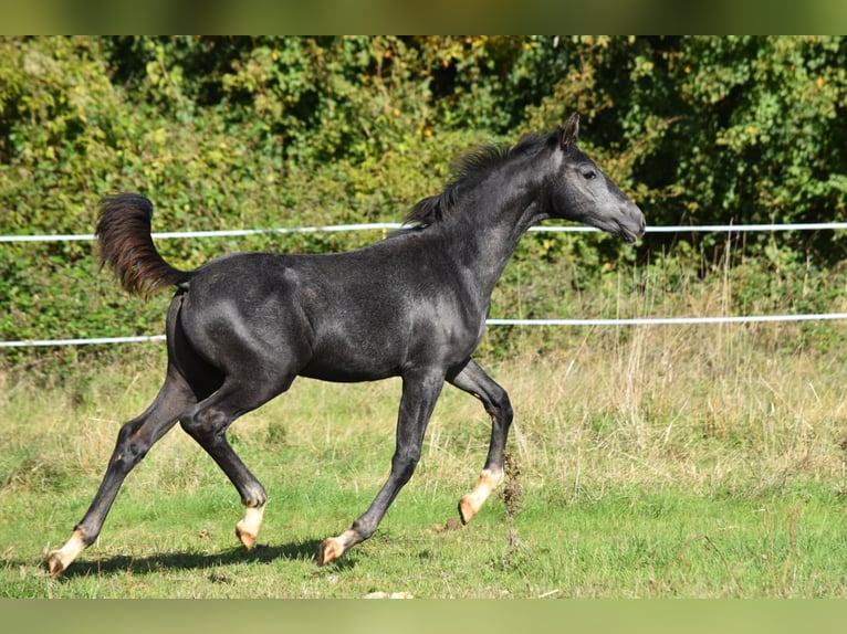 Hannover Stallone Puledri (05/2025) Grigio in Chateau Larcher