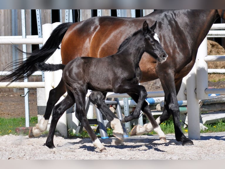 Hannover Stallone  Grigio in Pilchowo