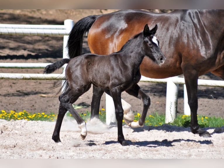 Hannover Stallone  Grigio in Pilchowo
