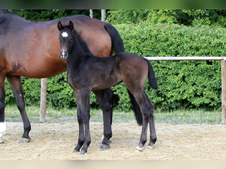 Hannover Stallone Puledri (04/2025) Grigio in Wingst