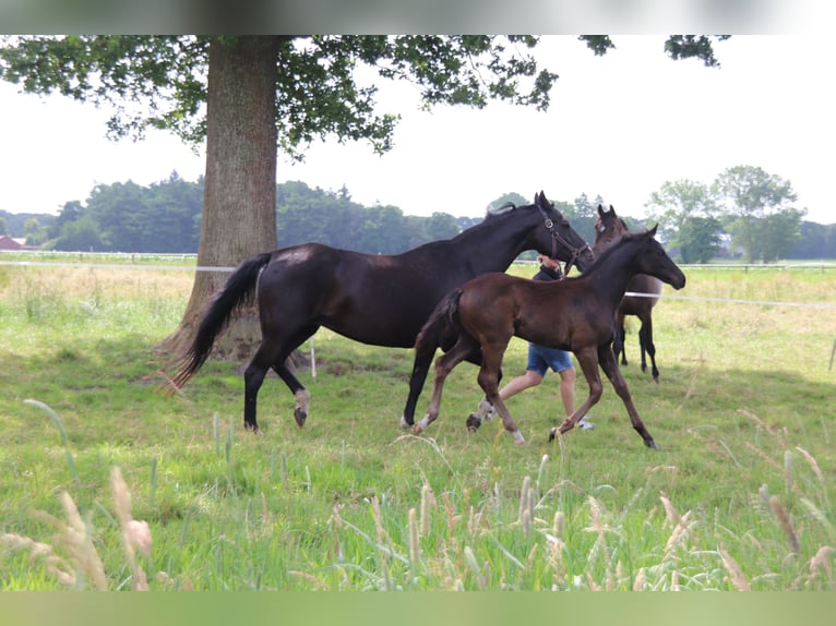 Hannover Stallone  Morello in Bad Bederkesa