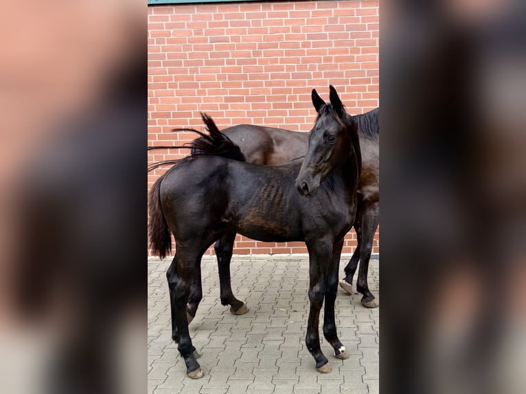 Hannover Stallone Puledri (04/2026) Morello in Bad Bentheim
