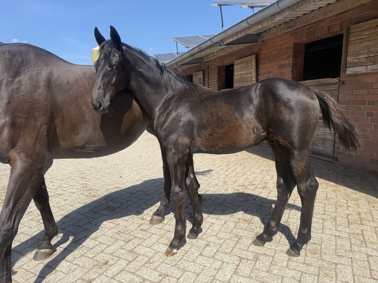 Hannover Stallone Puledri (04/2026) Morello in Bad Bentheim