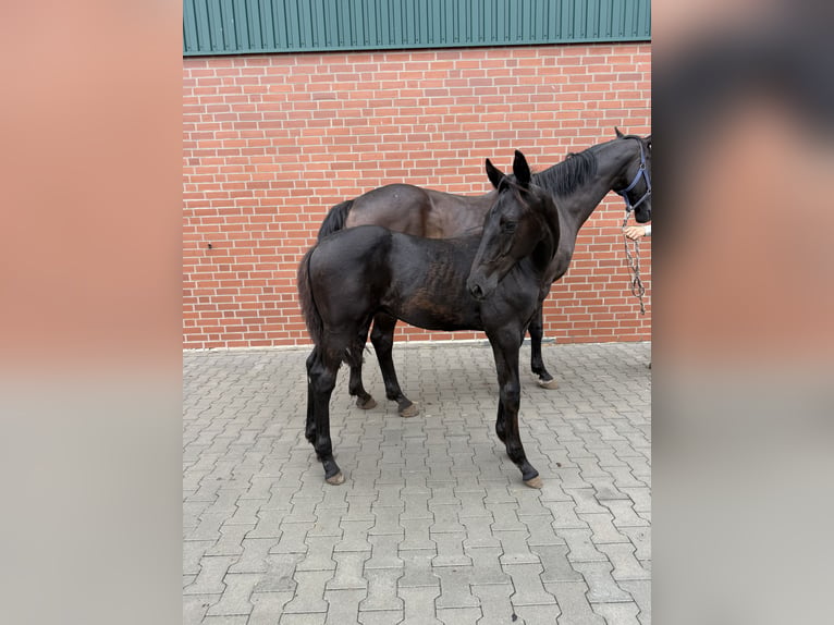 Hannover Stallone Puledri (04/2026) Morello in Bad Bentheim