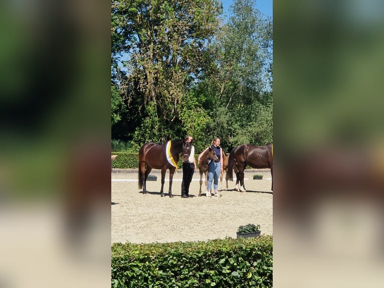 Hannover Stallone Puledri (01/2026) Morello in Blender