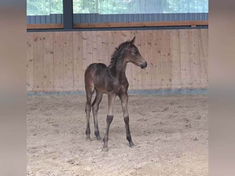 Hannover Stallone Puledri (05/2026) Morello in Stade